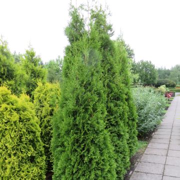 Thuya du Canada -Thuja occidentalis Brabant  