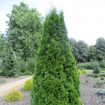 Thuya du Canada - Thuja occidentalis Smaragd