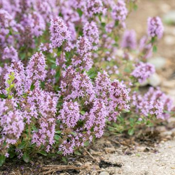 Thym citron Bertram Anderson - Thymus citriodorus