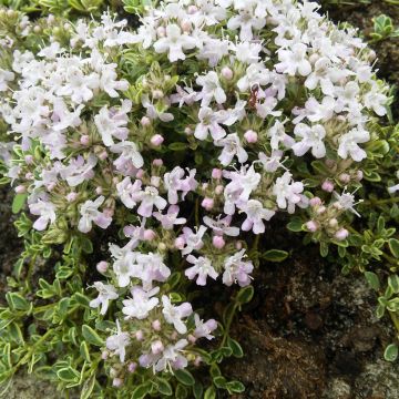 Thymus praecox Bressingham - Thym précoce