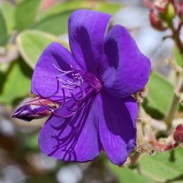 Tibouchina urvilleana Edwardsii