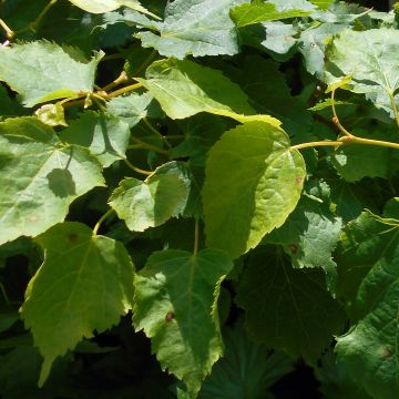 Tilleul à petites feuilles nain et pleureur - Tilia cordata Girard's Pendula Nana