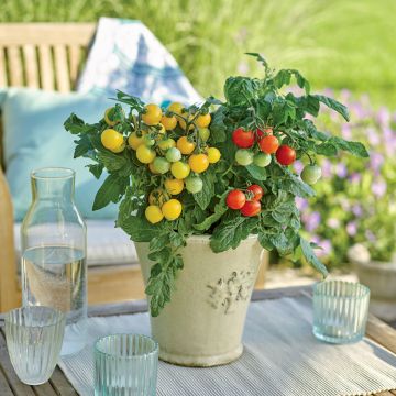 Tomate Sturdy Grace F1 en plants - Tomate cerise jaune