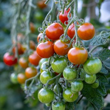 Tomate cerise Gardener's Delight BIO