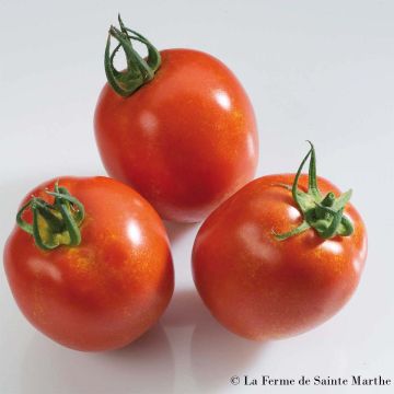 Tomate Rio Grande Bio - Ferme de Sainte Marthe