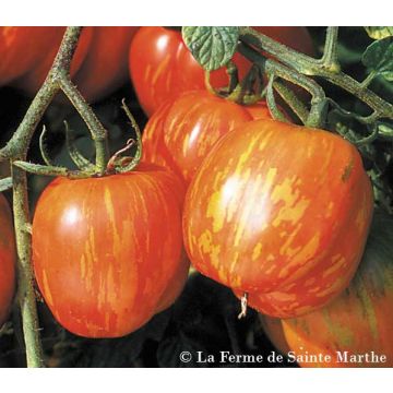 Variétés De Graines De Légumes Différentes Photo stock - Image du graine,  tomates: 35337730