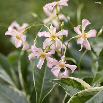 Trachelospermum asiaticum Star of Milano - Jasmin étoilé