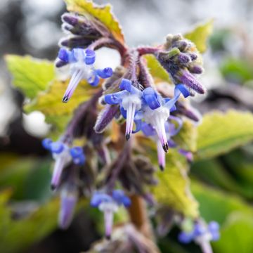 Trachystemon orientalis