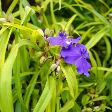 Éphémère de Virginie - Tradescantia andersoniana Sweet Kate