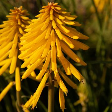 Tritoma - Kniphofia Banana Popsicle