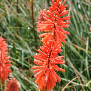 Tritoma - Kniphofia Nancy's Red