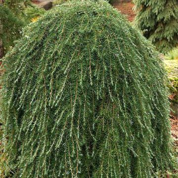 Pruche du Canada - Tsuga canadensis Nana