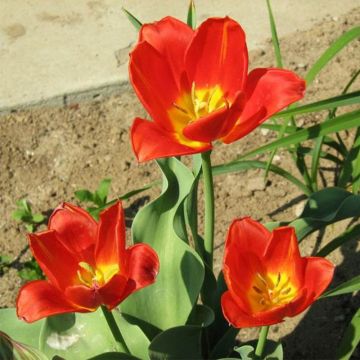 Tulipe, Pyramide à Bougie, 24 cm JAUNE ROUGE