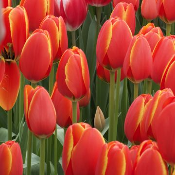 Tulipe Darwin World's Favourite