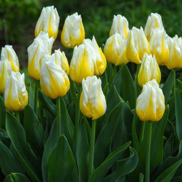 Tulipe Triomphe Flaming Flag