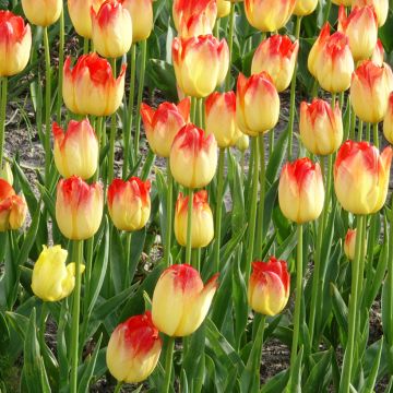 Tulipe Triomphe Suncatcher