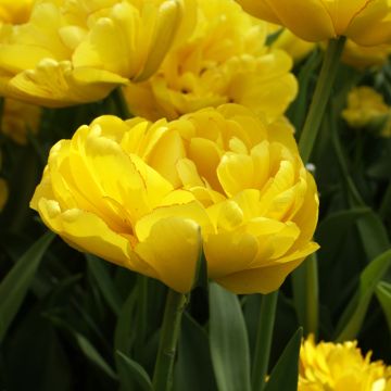 Tulipe double tardive Yellow Pomponette