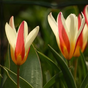 Tulipe botanique clusiana Cynthia