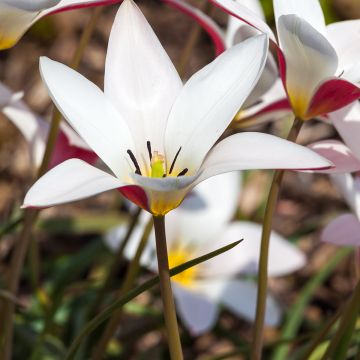 Tulipe Clusiana Lady Jane