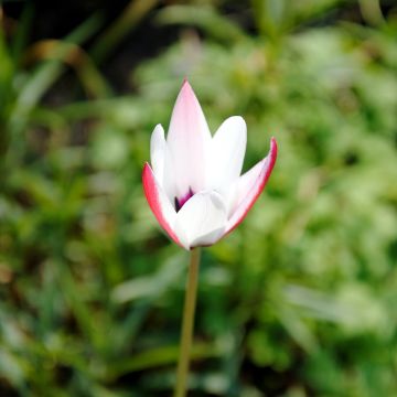 Tulipe botanique clusiana Peppermint Stick