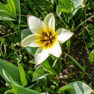 Tulipe Botanique Greigii Pour Elise