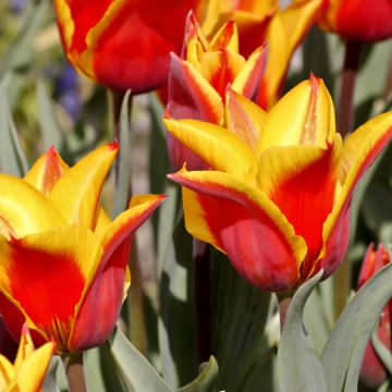 Tulipe botanique greigii Engadin