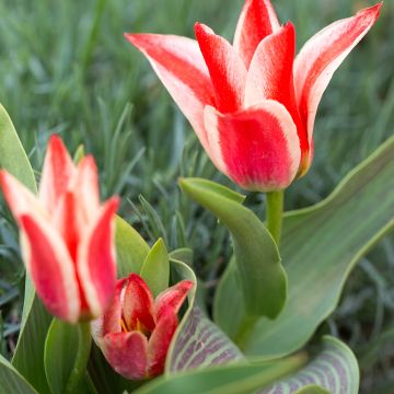 Tulipe botanique greigii Plaisir 