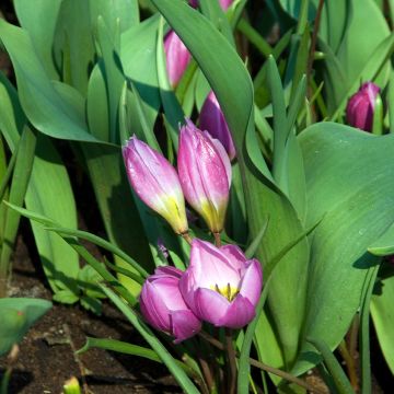 Tulipe Botanique humilis pulchella