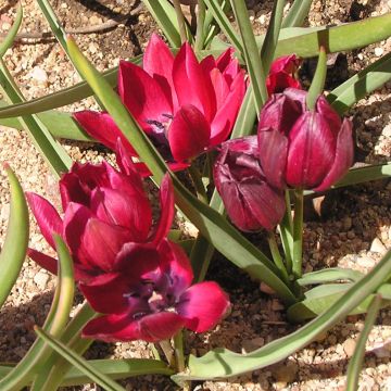 Bulbes De Tulipes-Tulipe Bulbes,Ampoule Tulipe,Cadeau Surprise/Plante  Forte,Jardin De Tulipes MéLange De Fleurs,PlanteDéCorative à Fleurs/Tulipe  Rare-5Bulbes-a : : Jardin