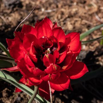 Tulipe botanique humilis double Samantha