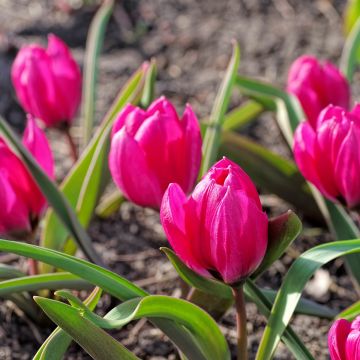 Tulipe botanique humilis pulchella Violacea (Black Base)