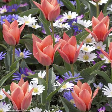 Tulipe botanique kaufmanniana Fritz Kreisler