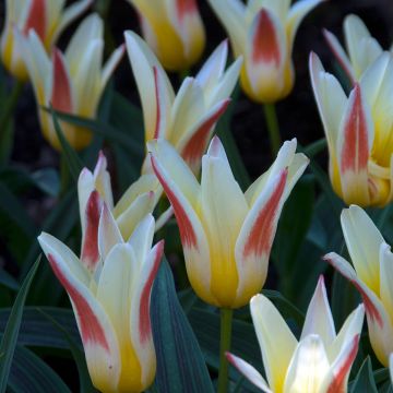 Tulipe botanique kaufmanniana Johann Strauss