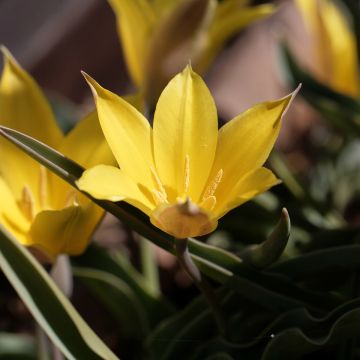 Tulipe botanique kolpakowskiana