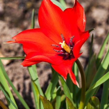 Tulipe botanique linifolia 