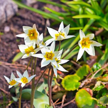 Tulipe botanique Turkestanica