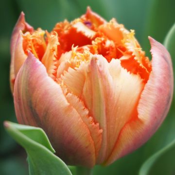 Tulipe dentelée double Exotic Sun