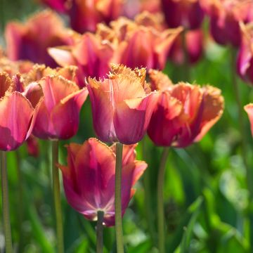 Tulipe dentelée Louvre Orange - Tulipa crispa Louvre Orange