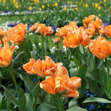 Tulipe Double Hâtive Willem van Oranje