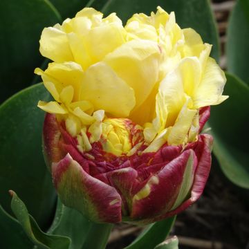 Tulipe Double Tardive Allegretto