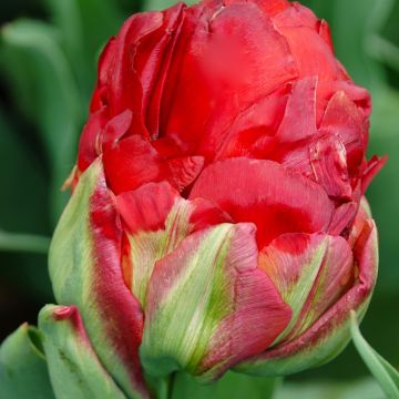 Tulipe Double Tardive Allegretto