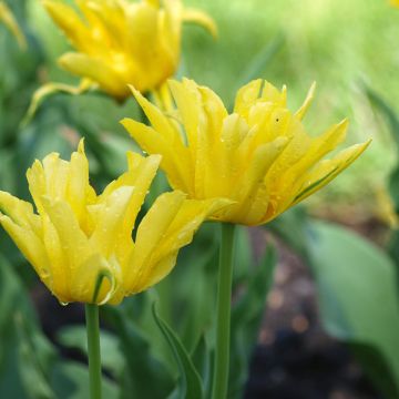 Tulipe fleur de lis Yellow Spider