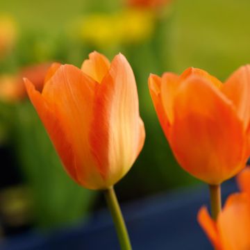 Tulipe Fosteriana Orange Emperor