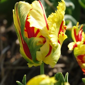 Tulipe perroquet Yellow Sun