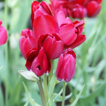 Tulipe pluriflore Fiery Club