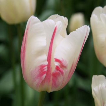 Tulipe Triomphe Gander's Ouvert*