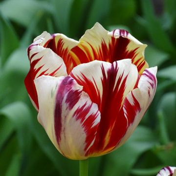 Tulipe triomphe Grand Perfection