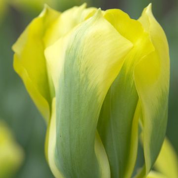 Tulipe viridiflora (Fleur de lis) Green Mile