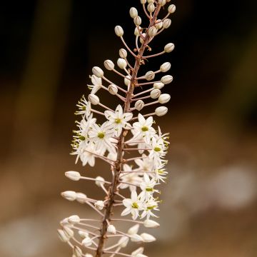 Urginea maritima - Scille de mer