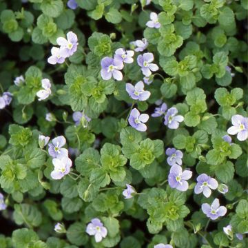 Veronica liwanensis - Véronique